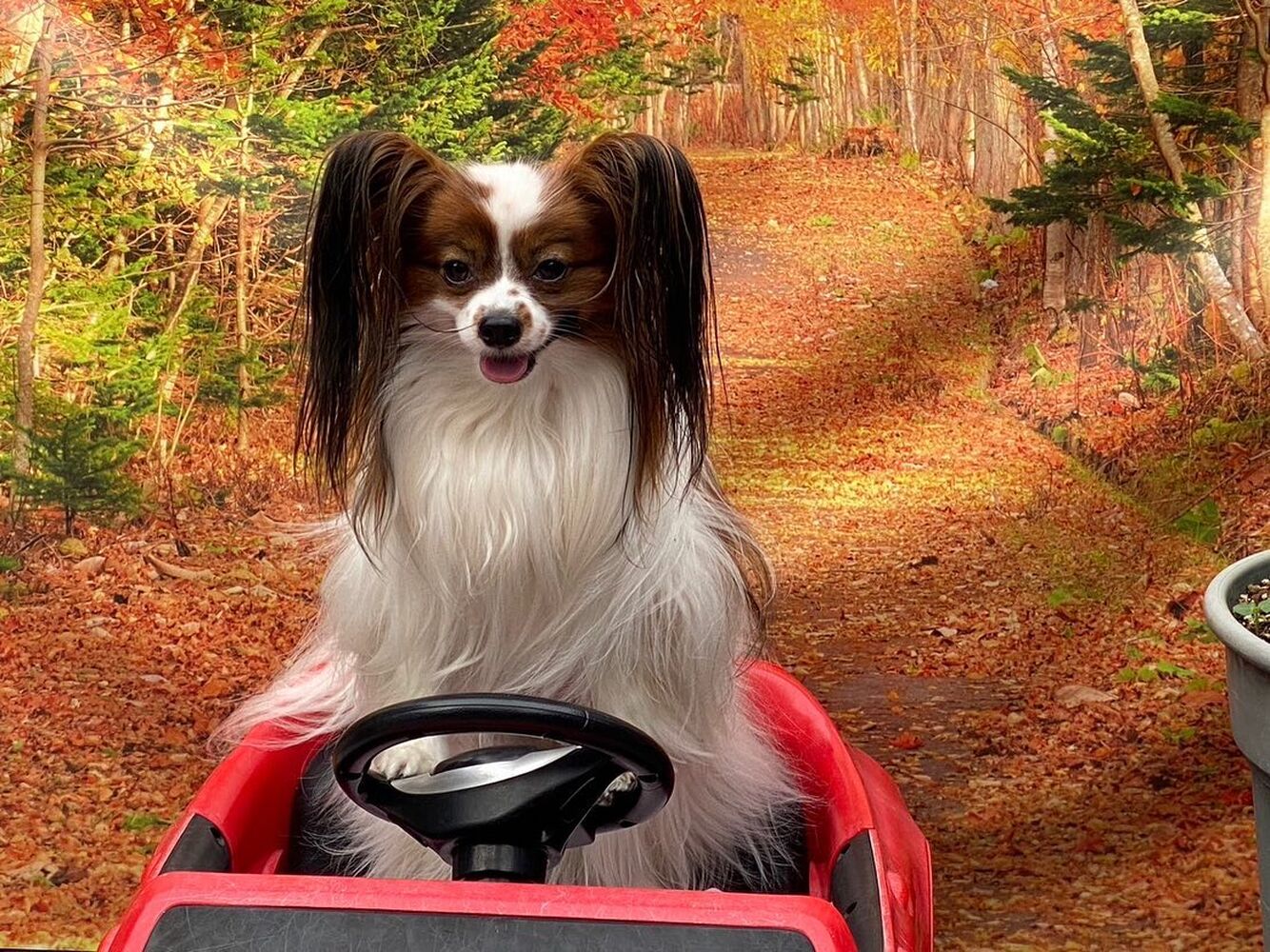 画像27342