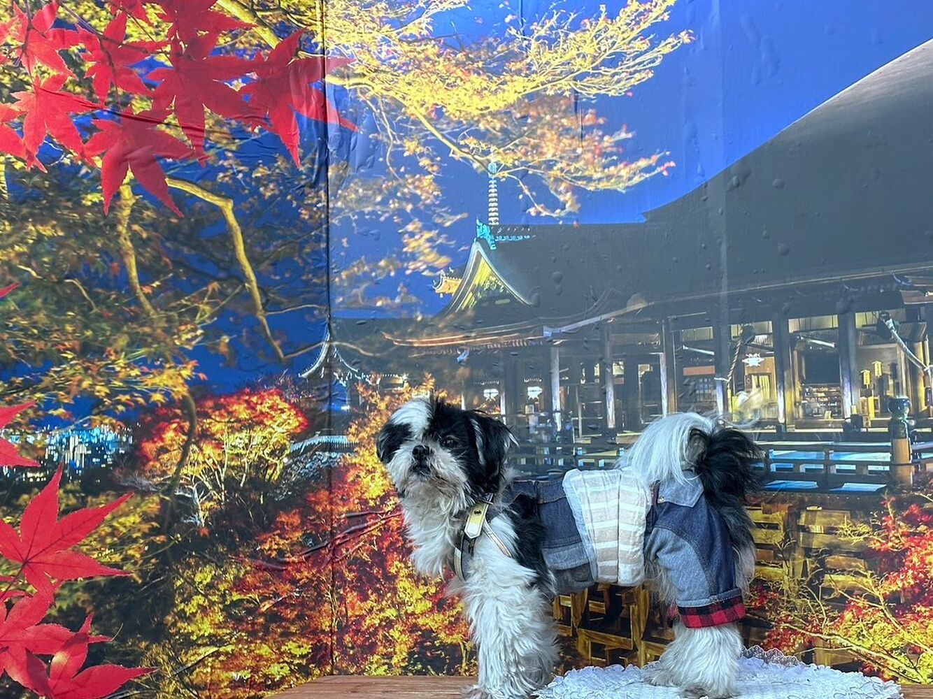 画像27383