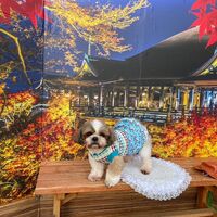画像27433