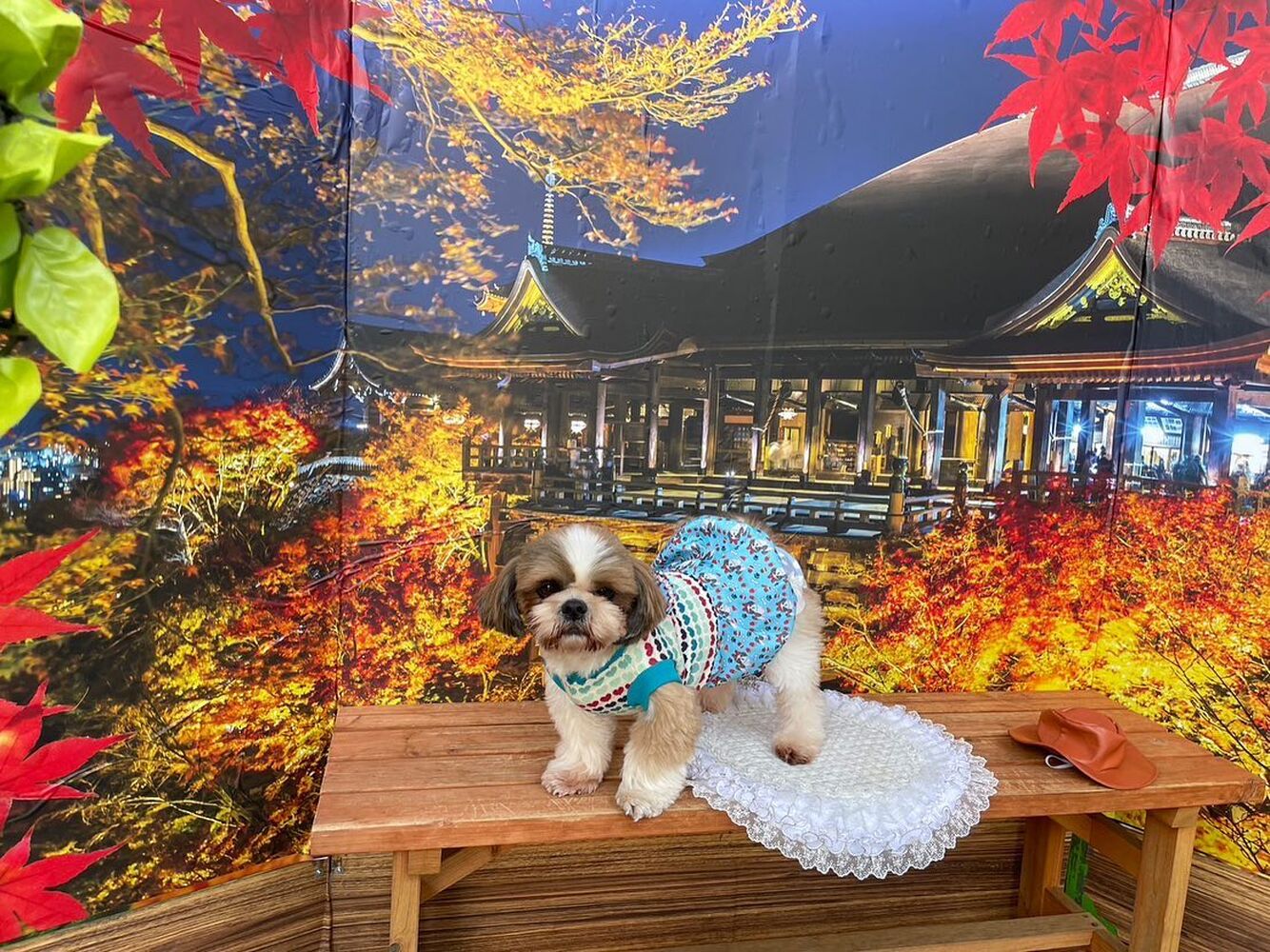 画像27433