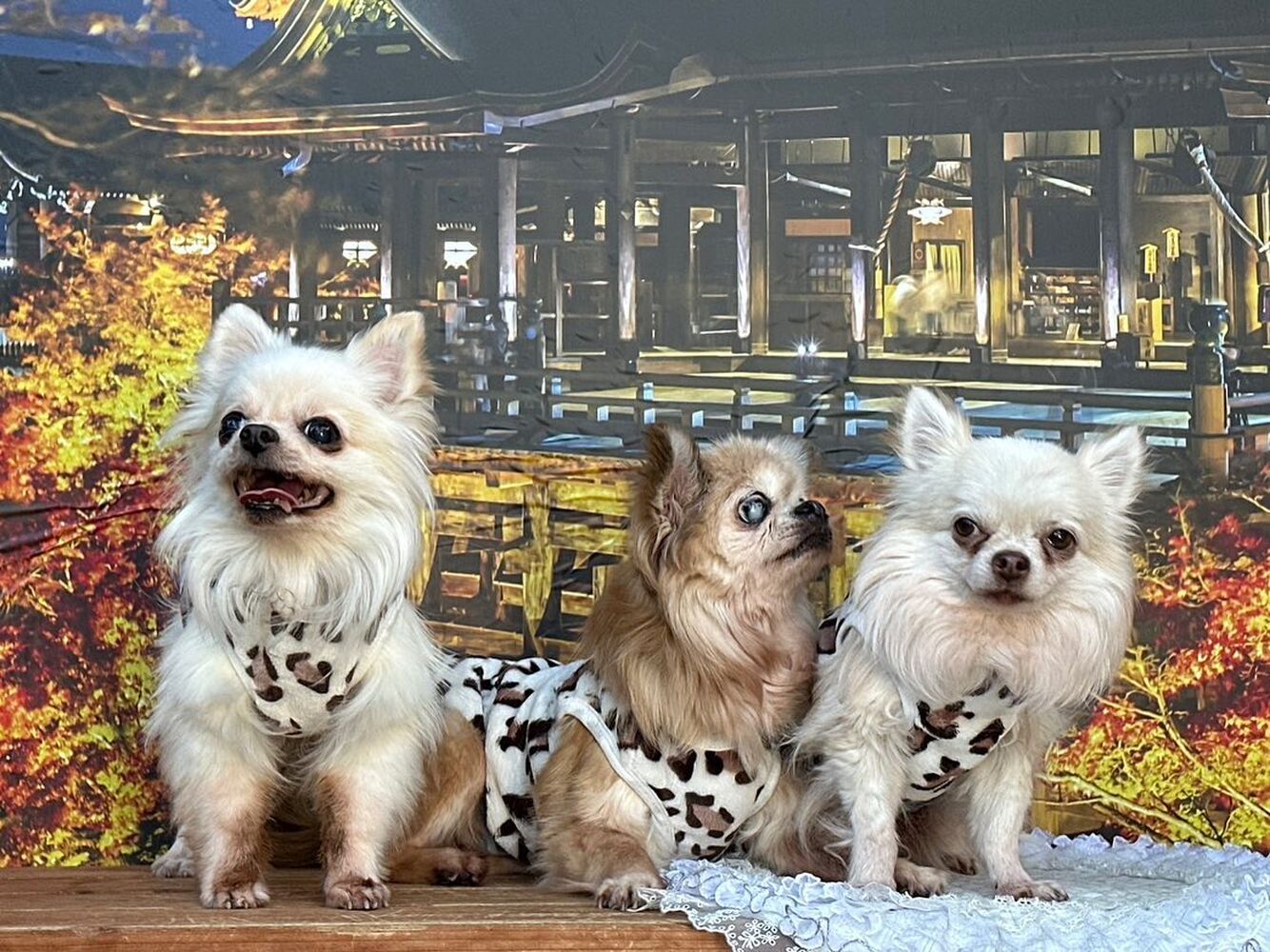 画像27448