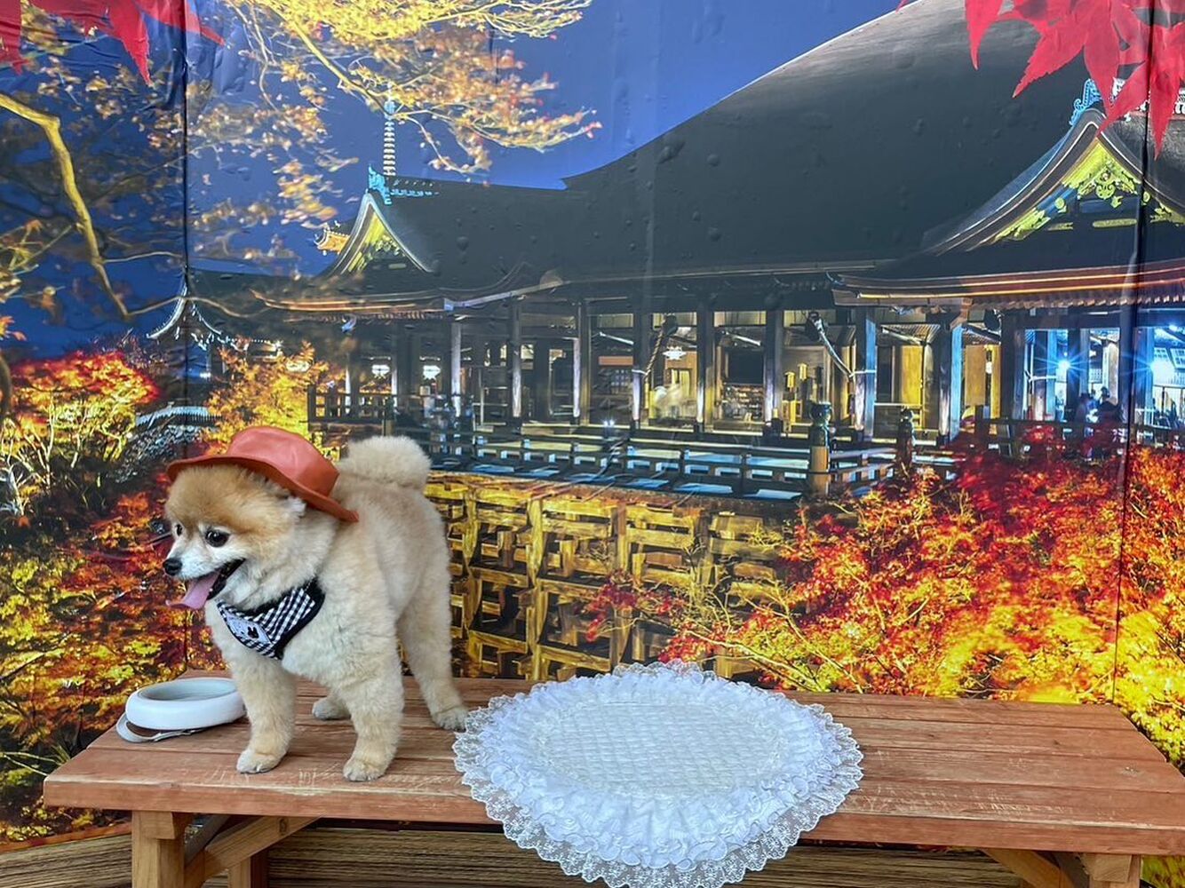 画像27458