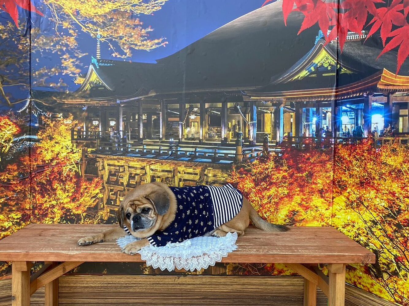 画像27484