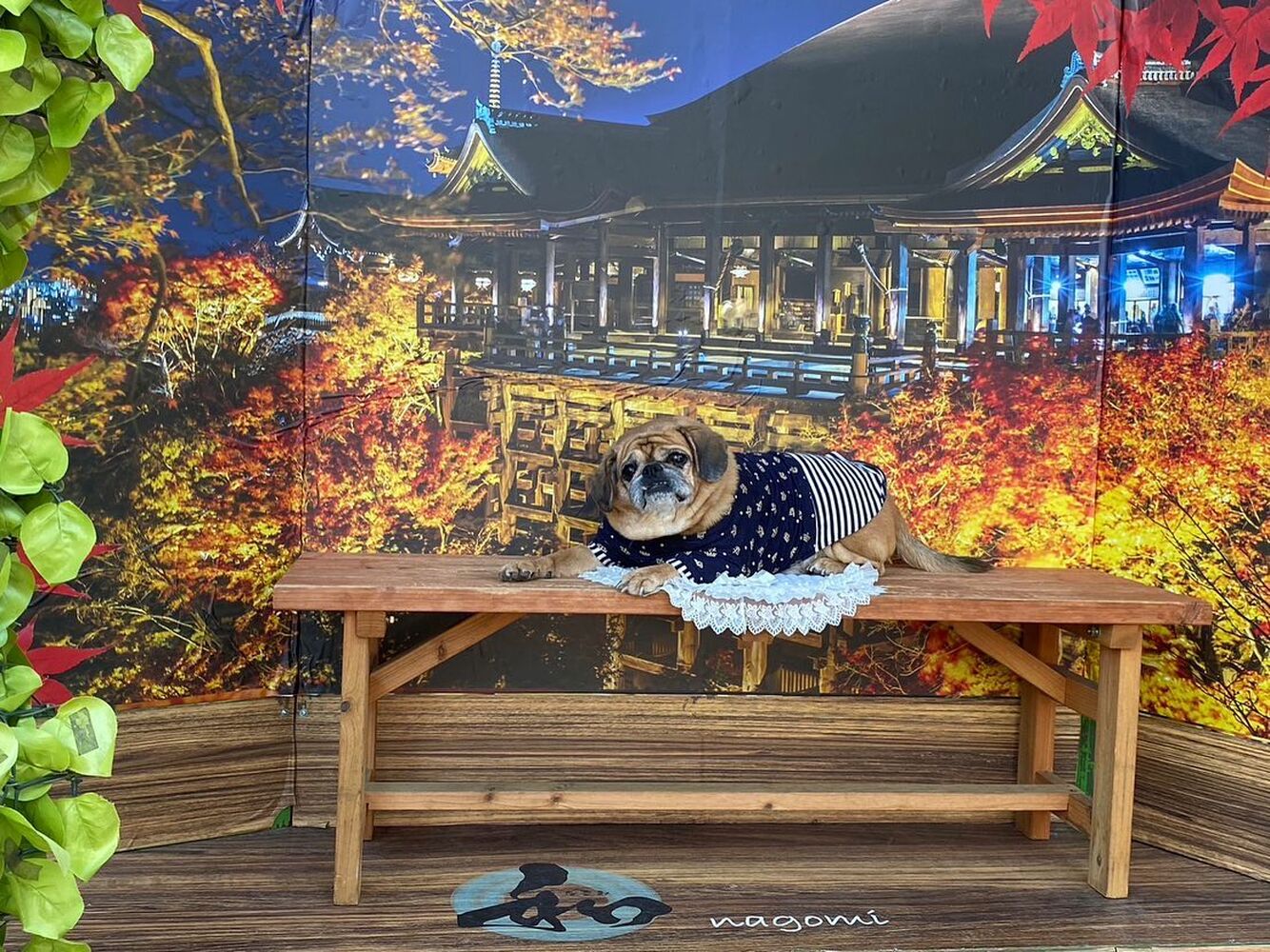 画像27494