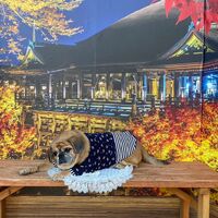 画像27495