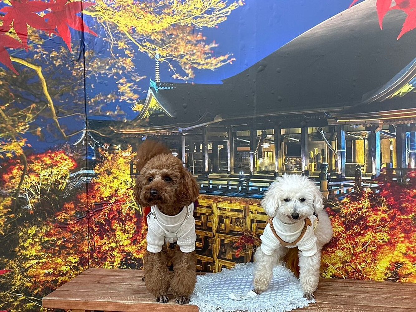 画像27515