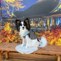 画像27523
