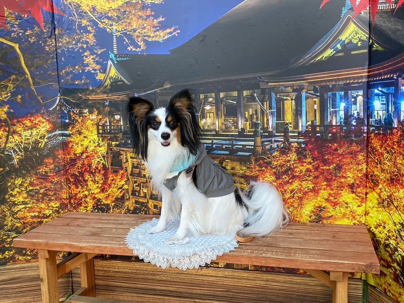 画像27523