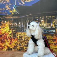 画像27577