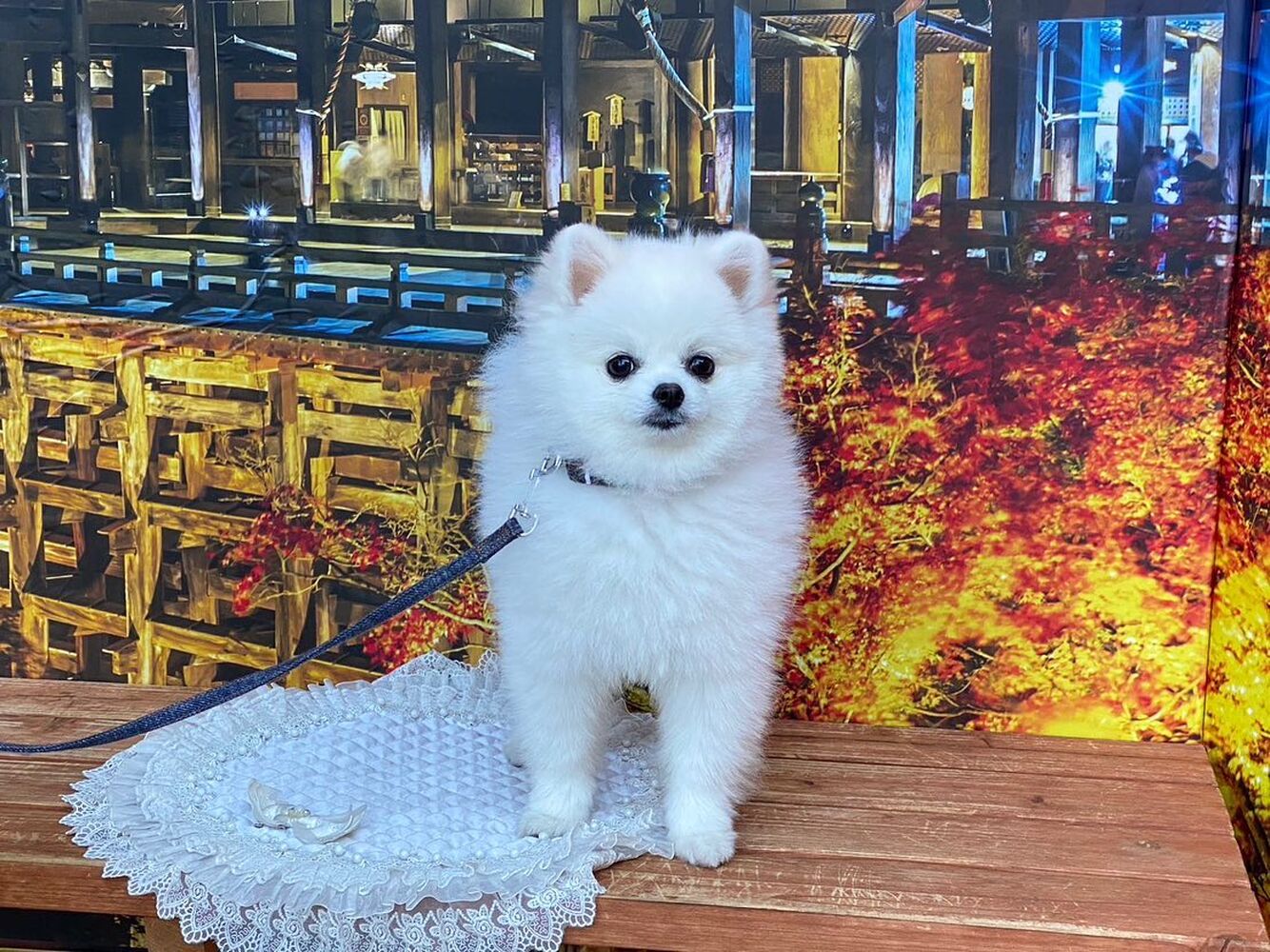画像27585