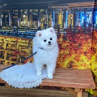 画像27586