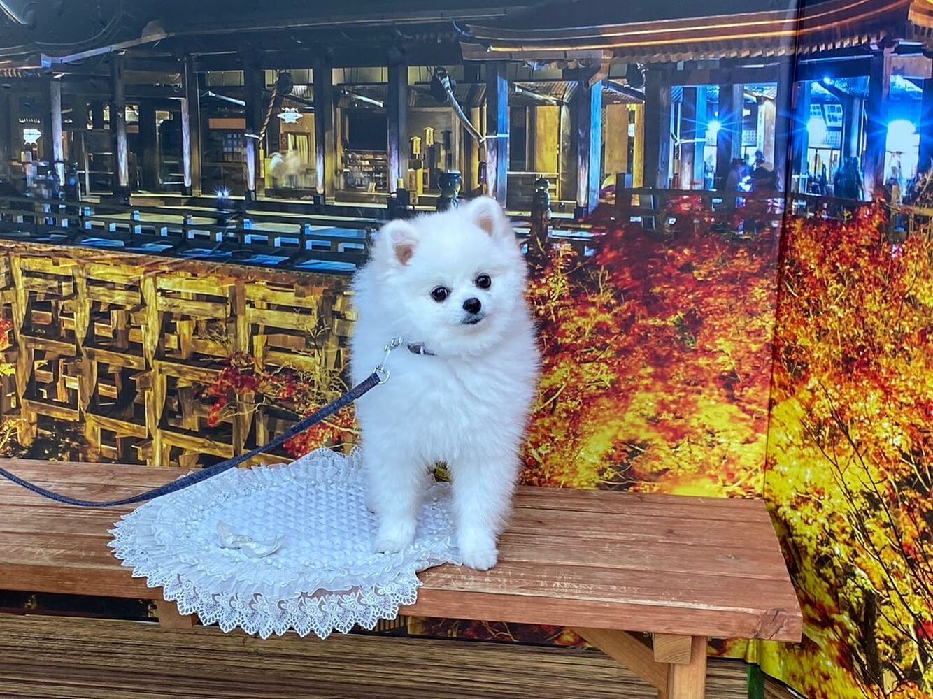 画像27586