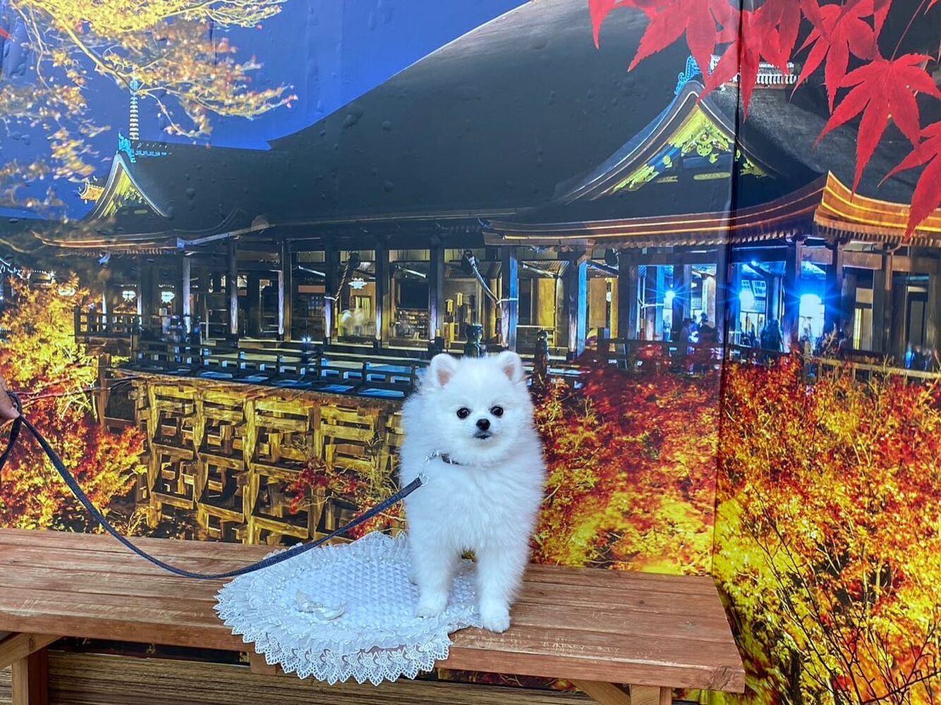 画像27587