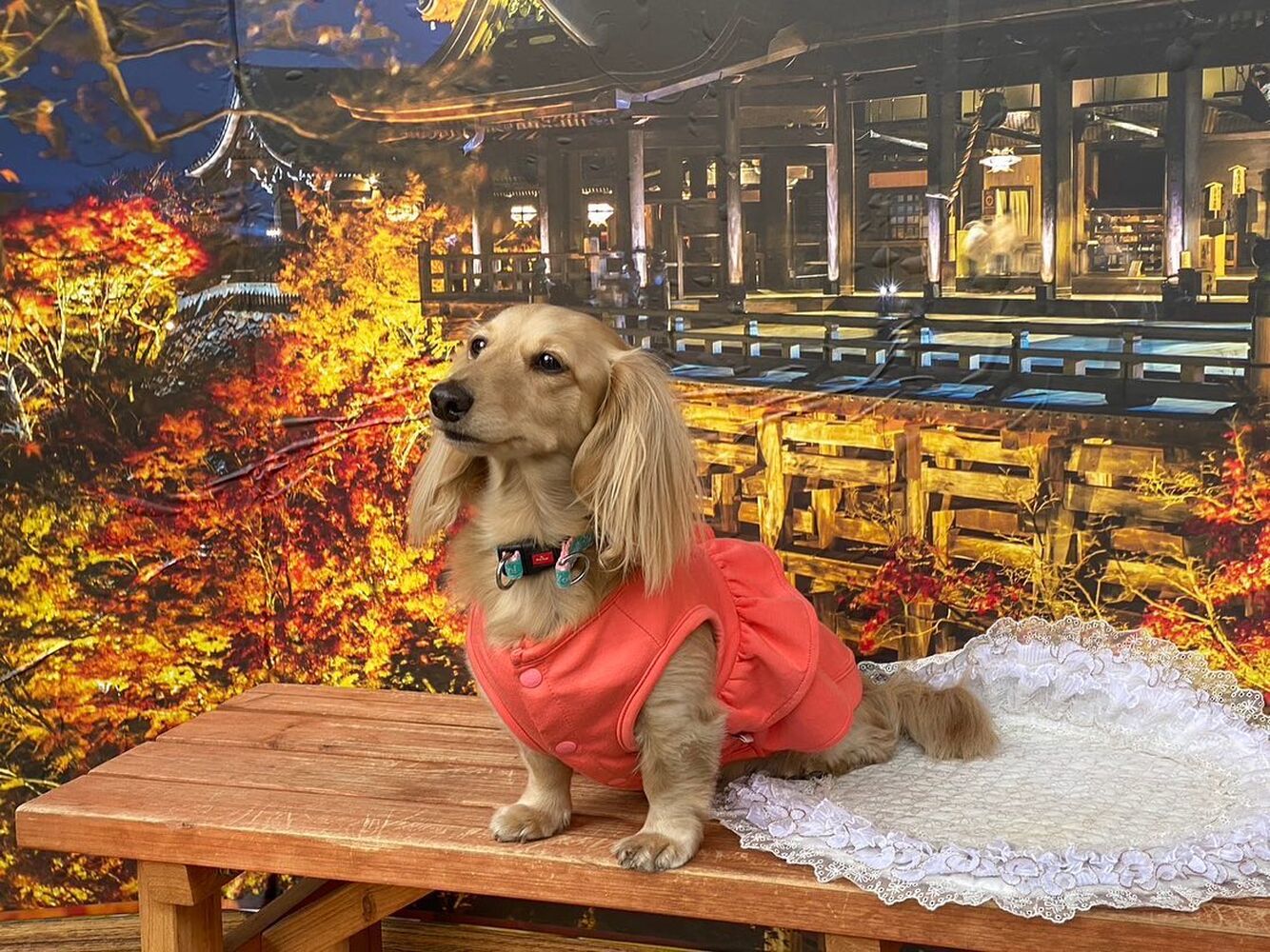 画像27663