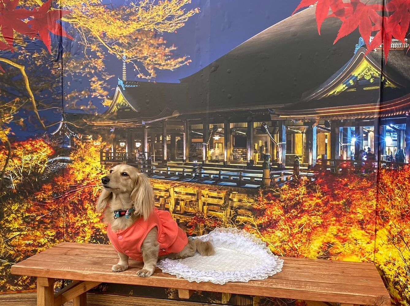 画像27665