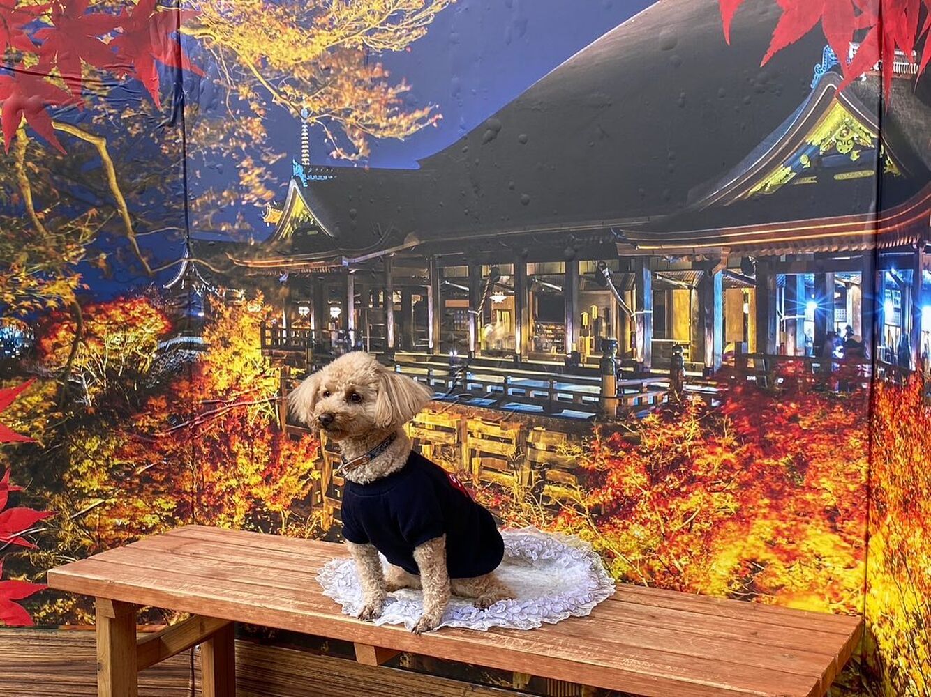 画像27697