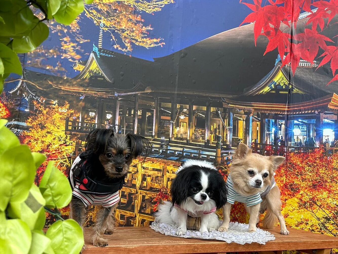 画像27707