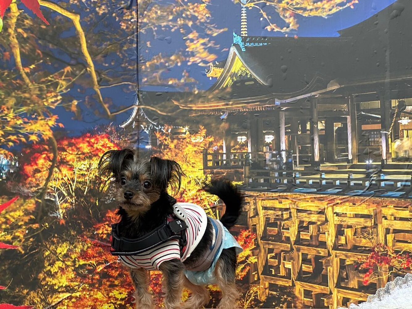 画像27712