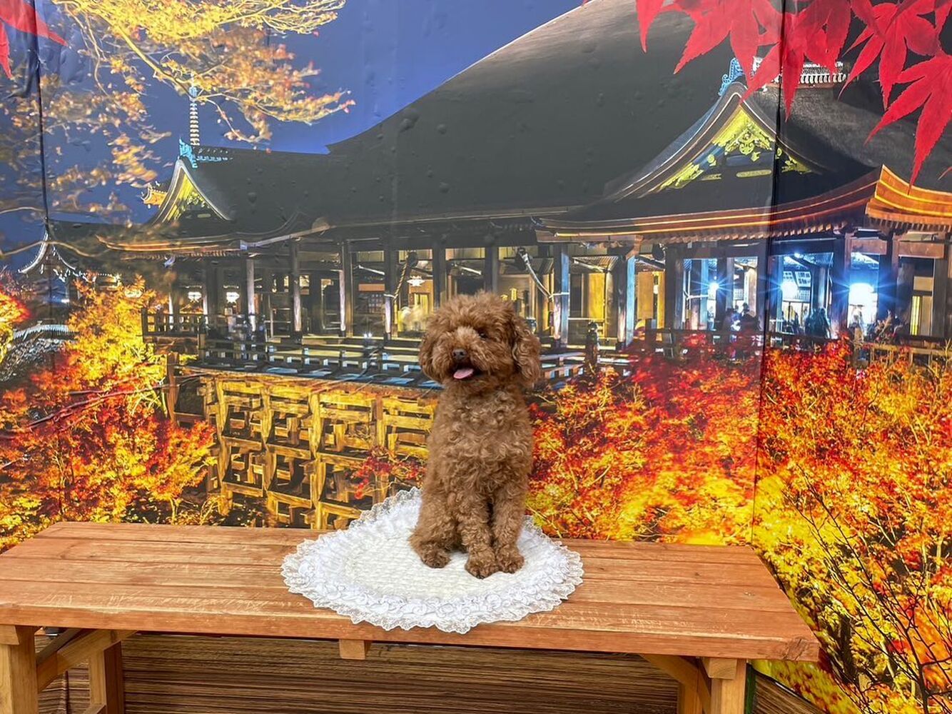 画像27716