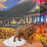 画像27717