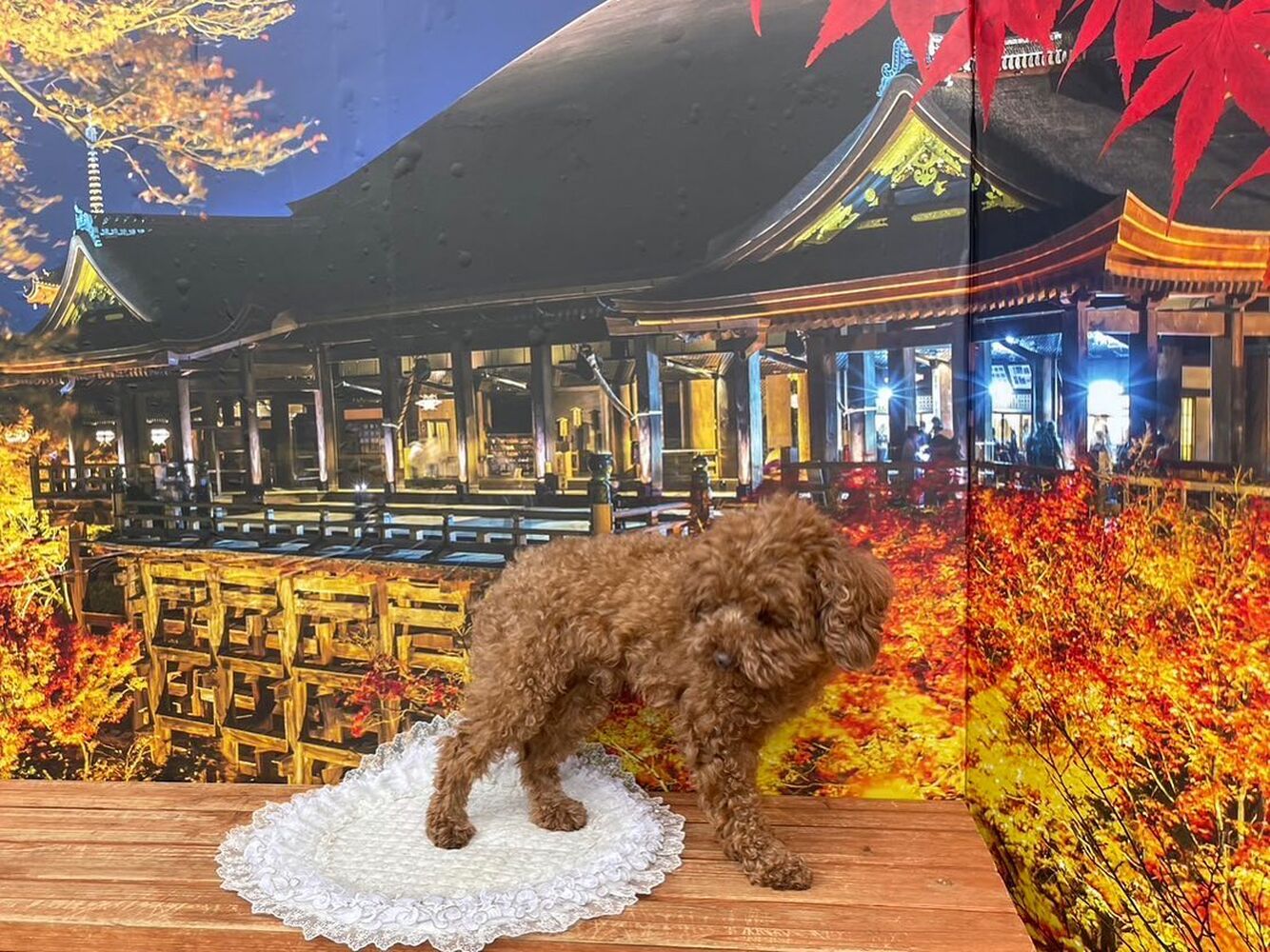 画像27717