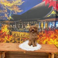 画像27718