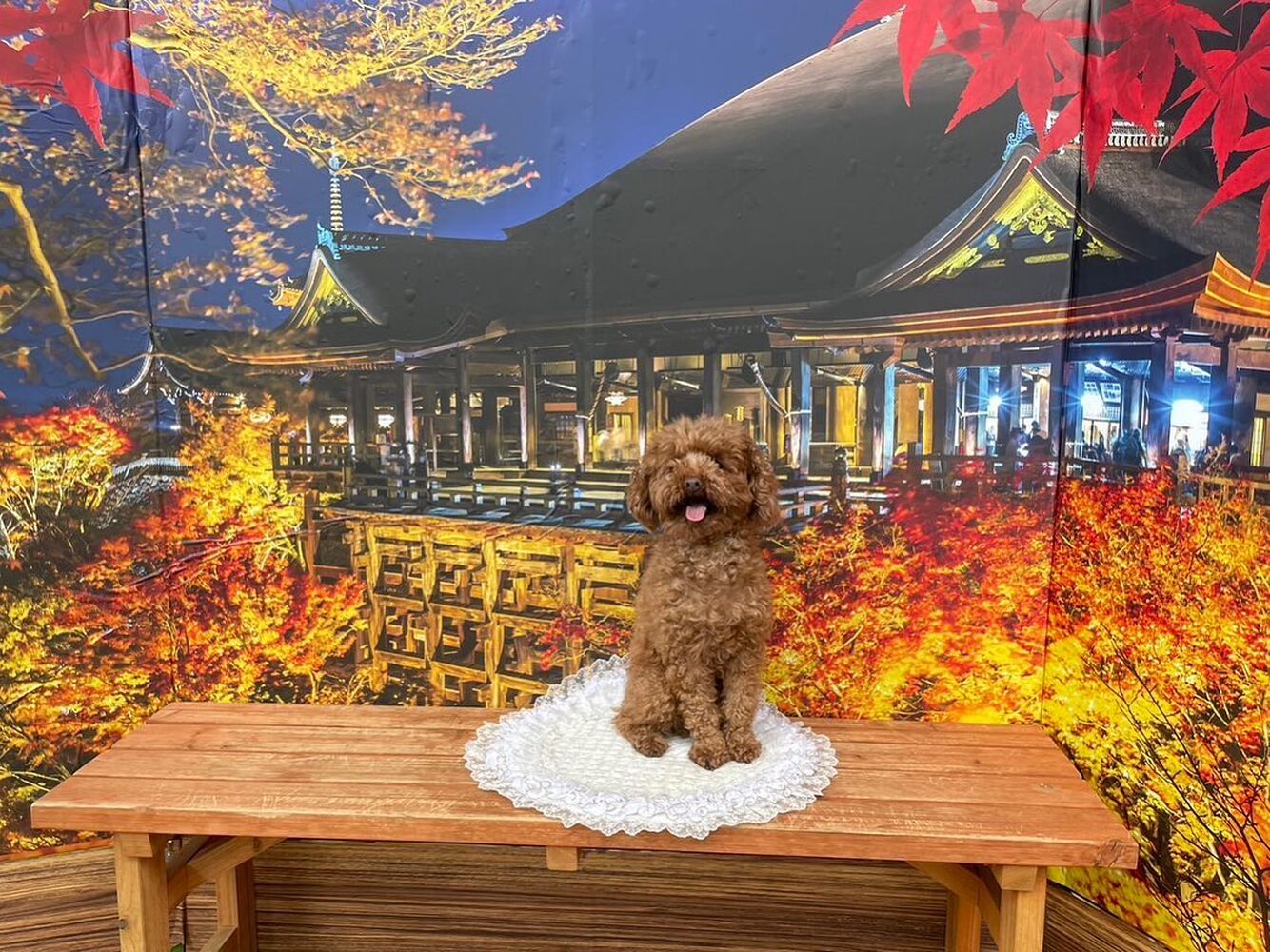 画像27718