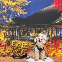 画像27726