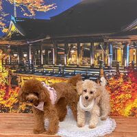 画像27735