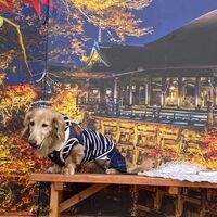 画像27746