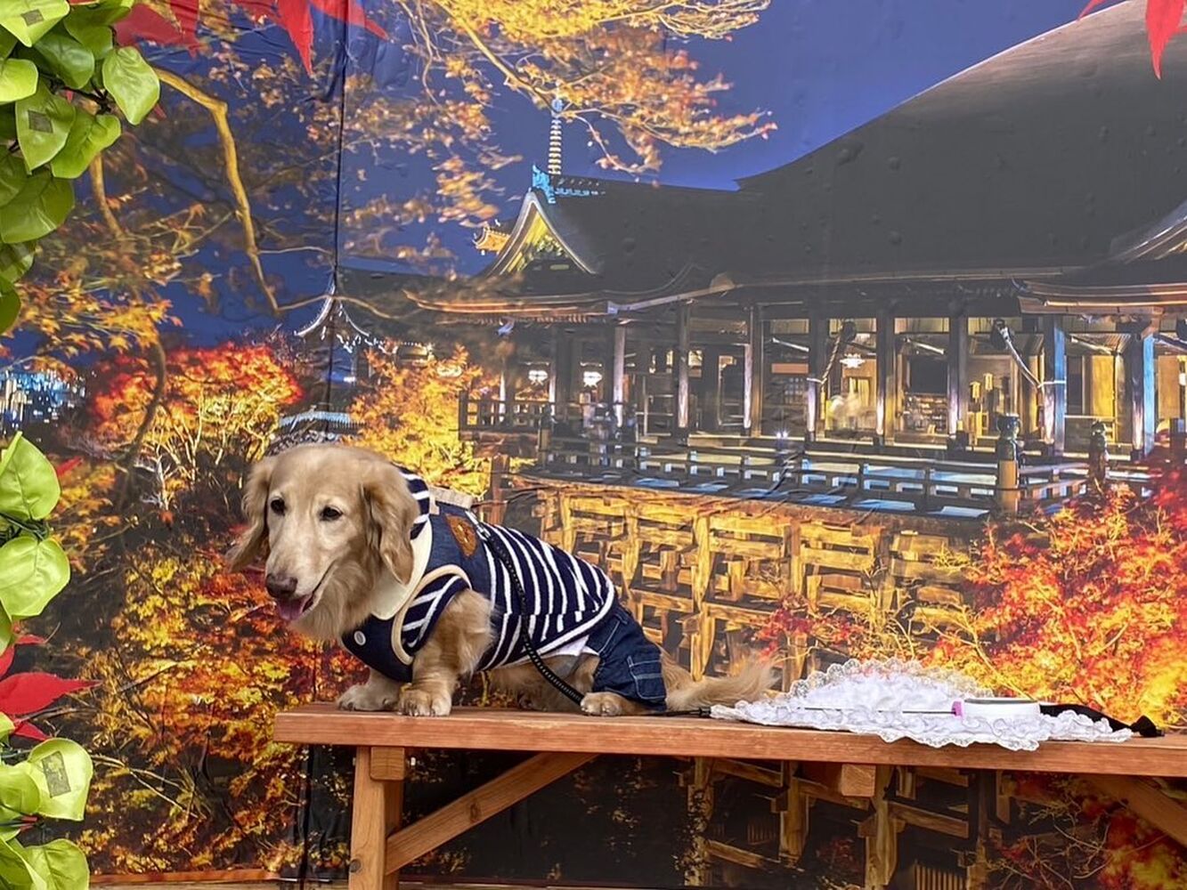 画像27746