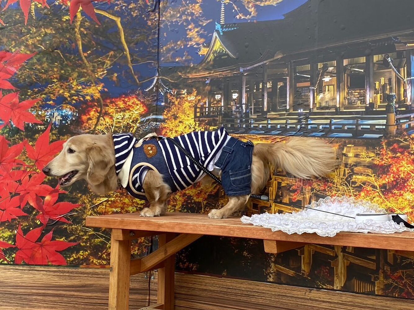 画像27747