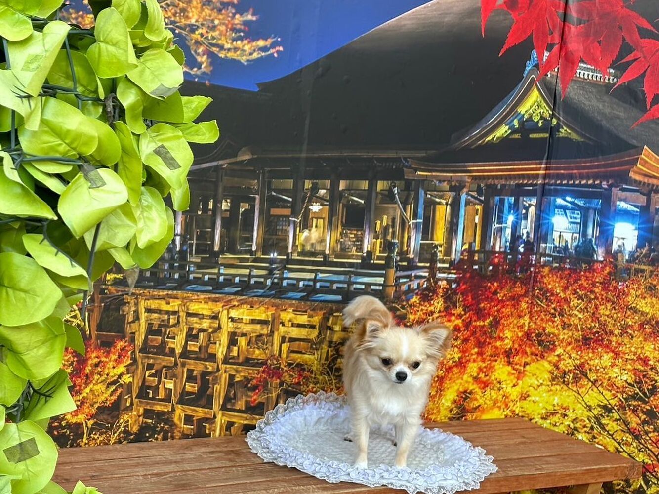 画像27760