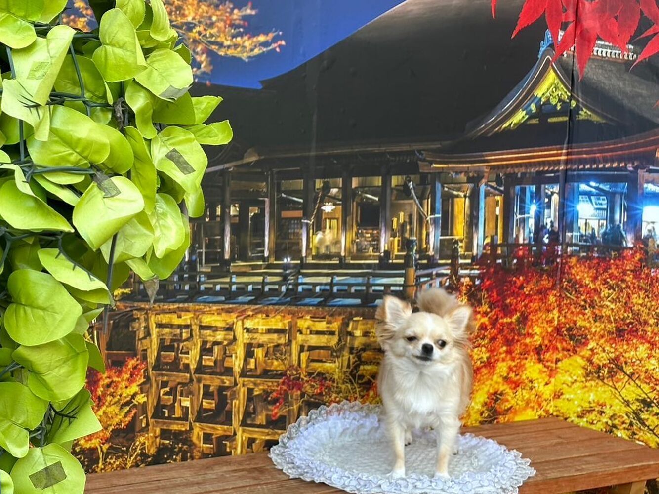 画像27761