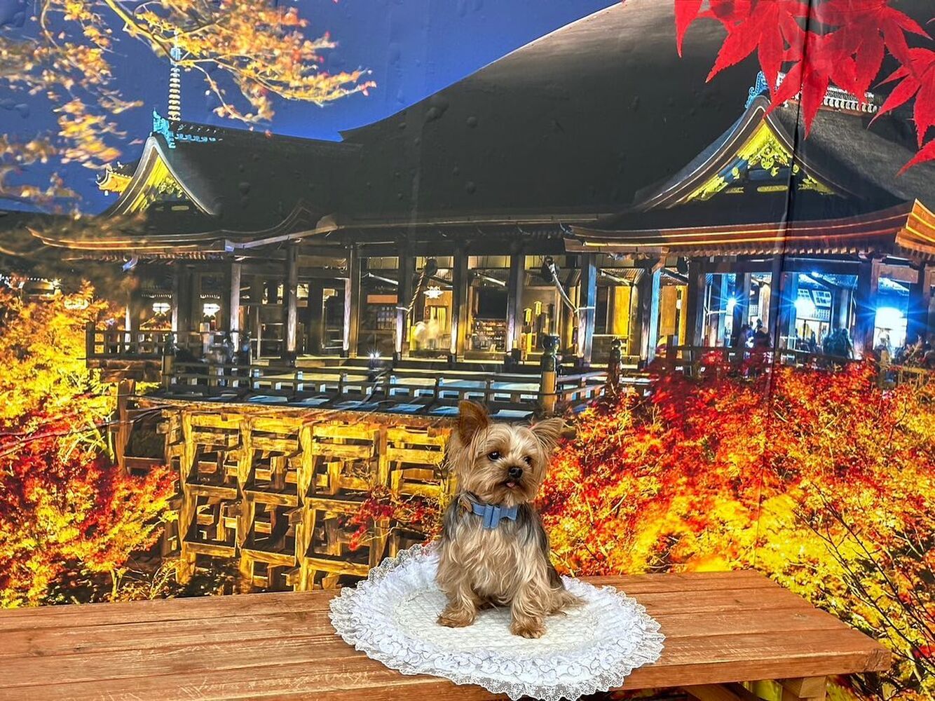 画像27766