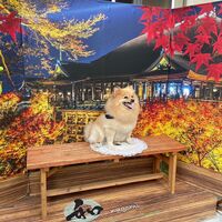 画像27785