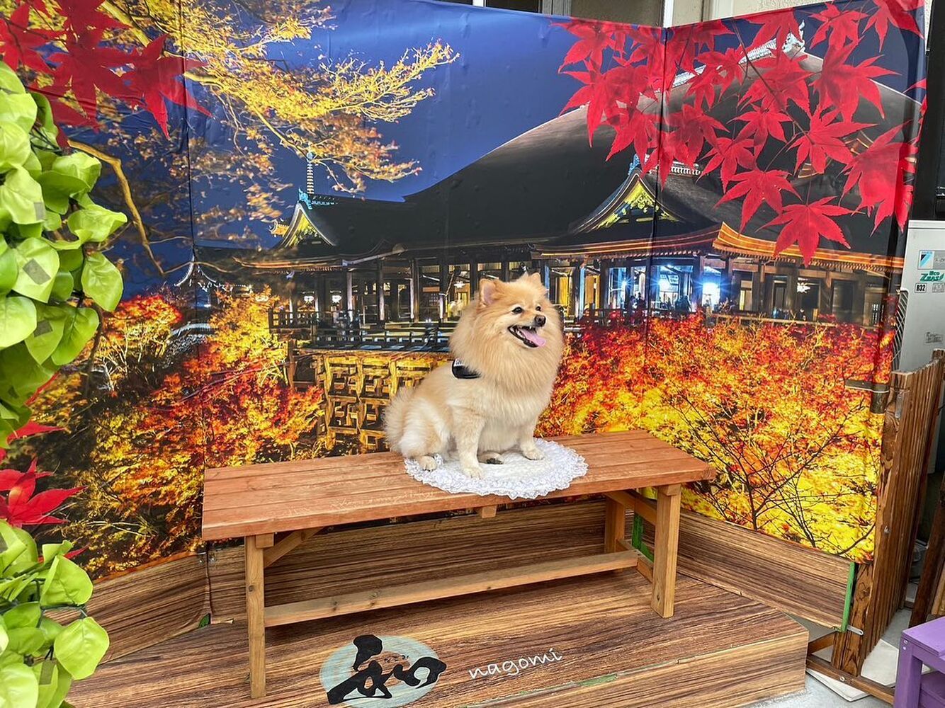 画像27785