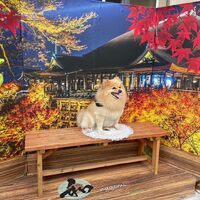 画像27786