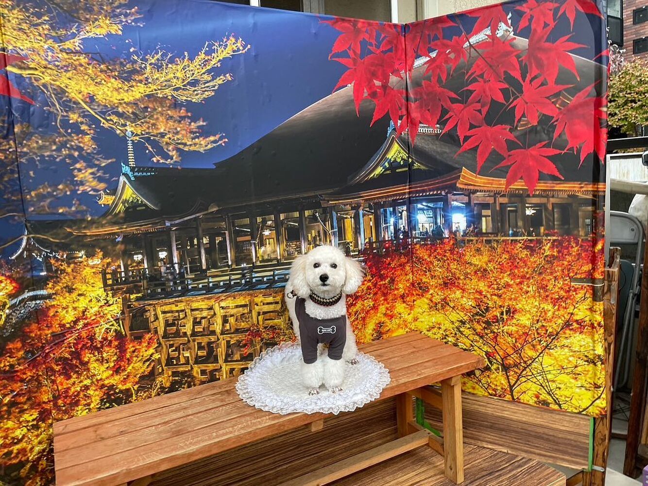 画像27789