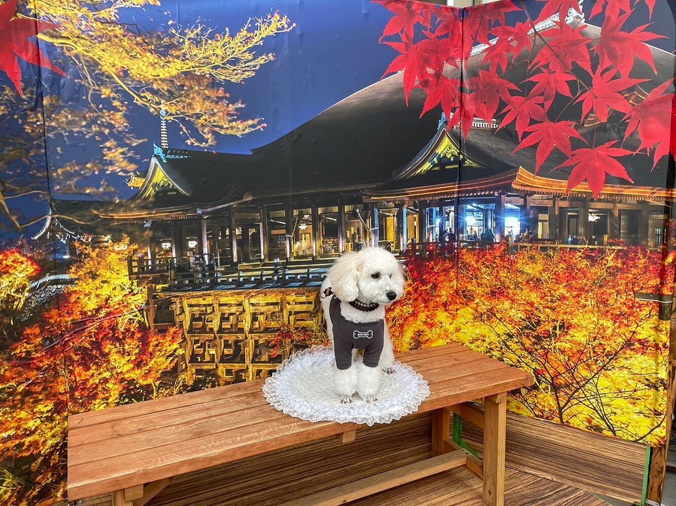 画像27790