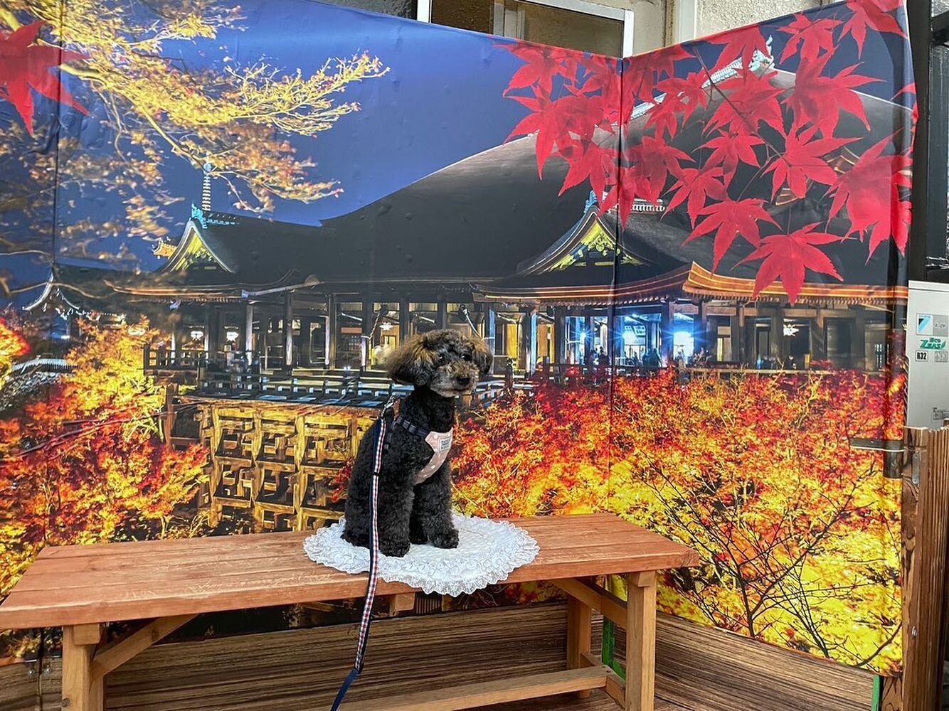 画像27802
