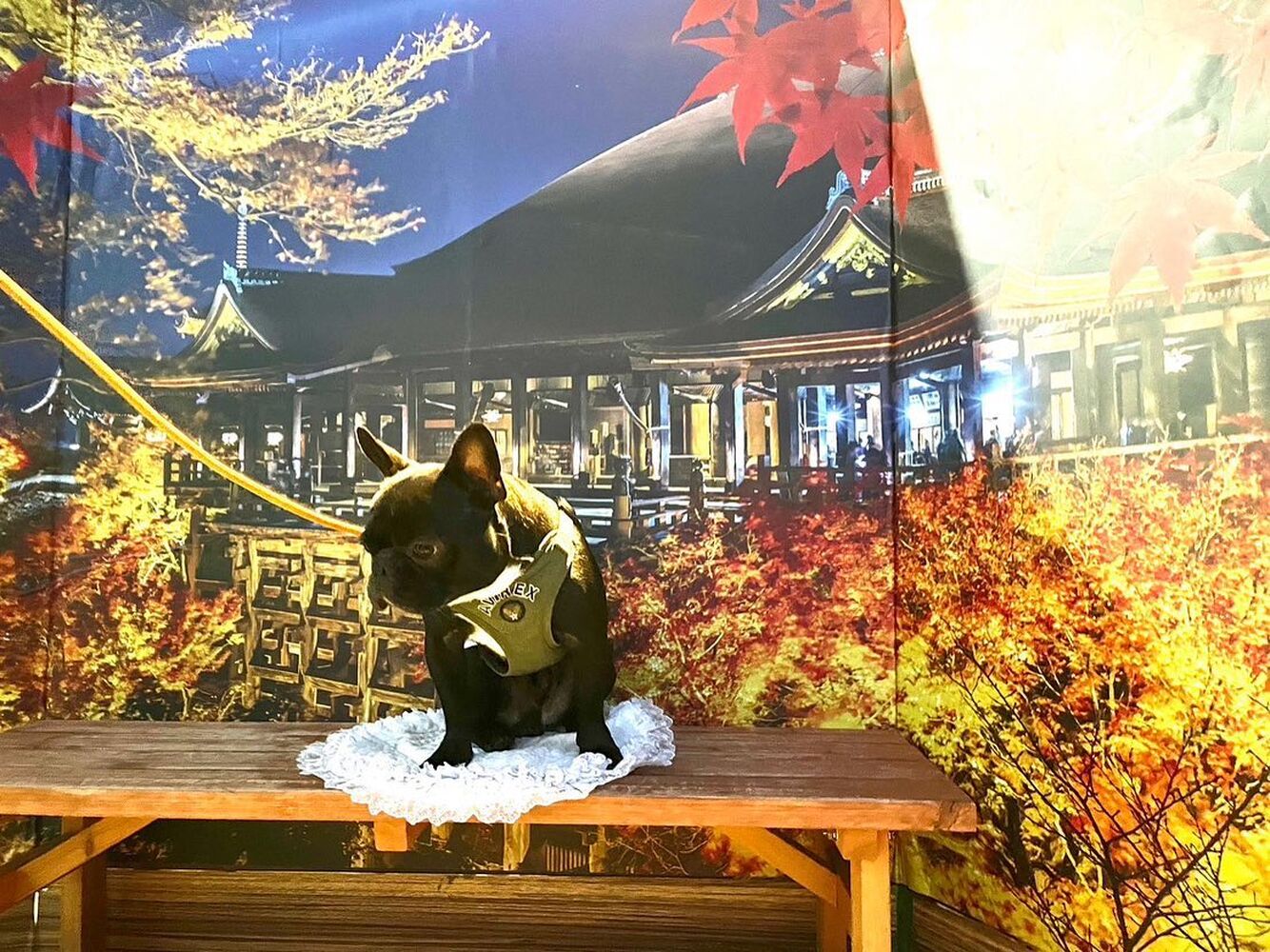 画像27809