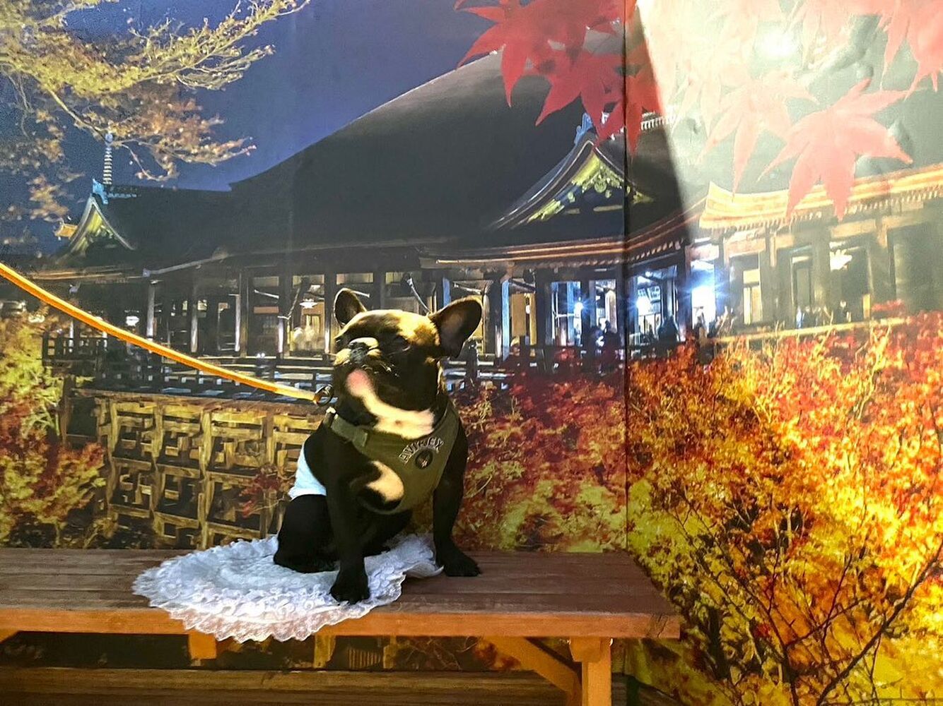 画像27810