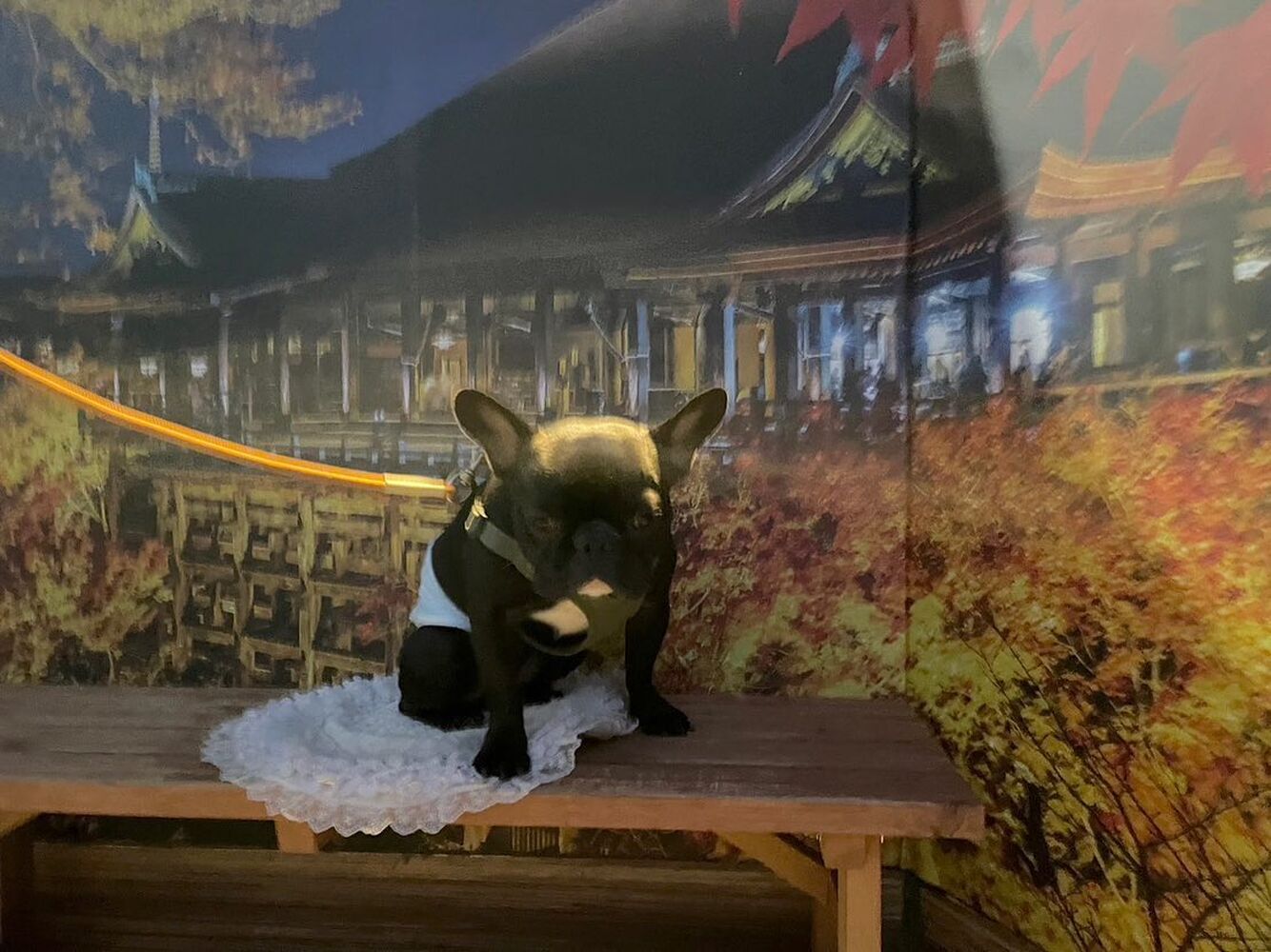 画像27811