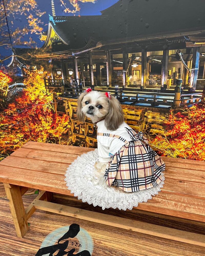 画像27815