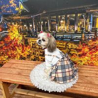画像27816