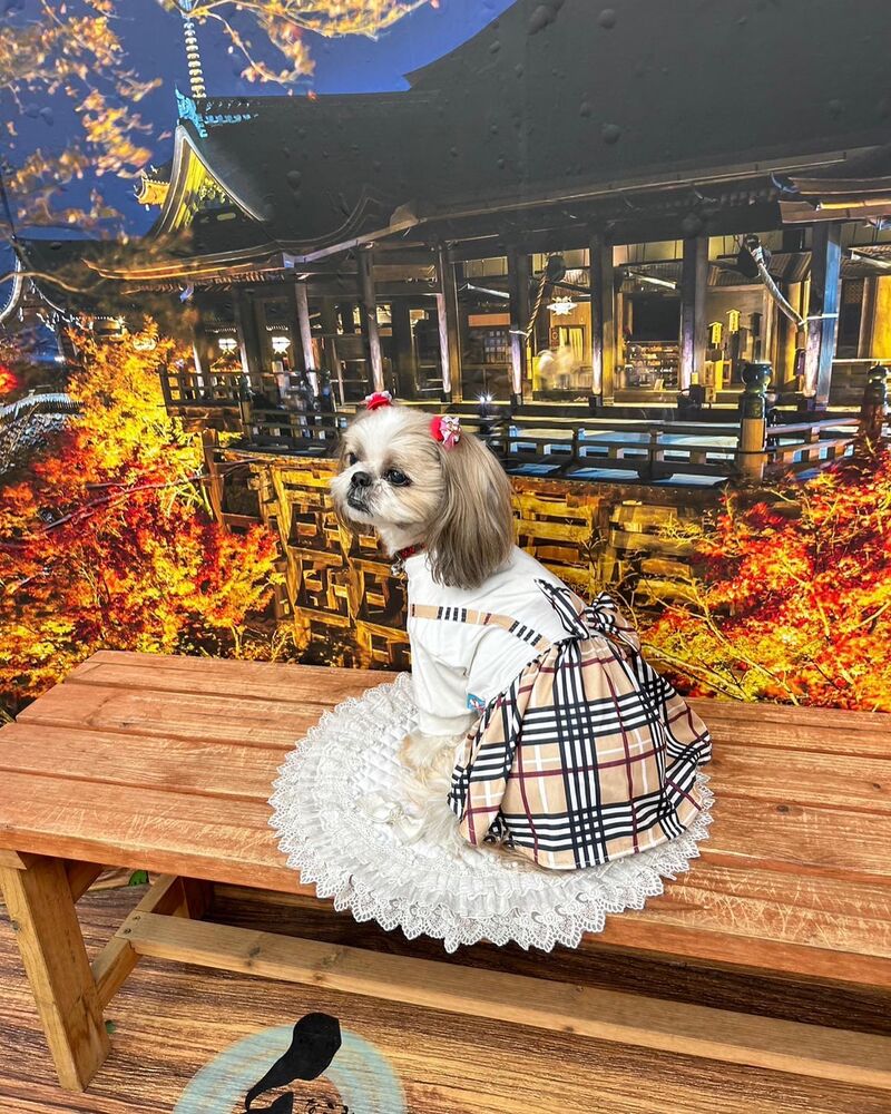 画像27816