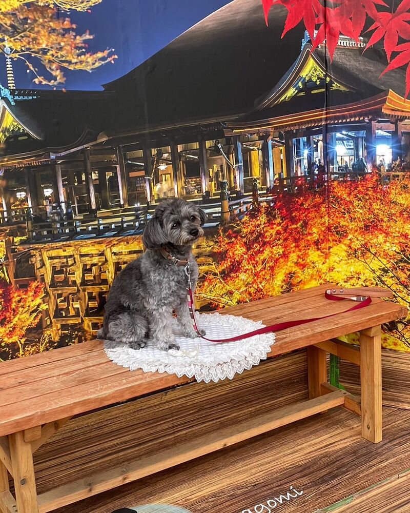 画像27826