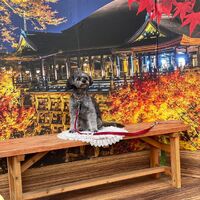 画像27828