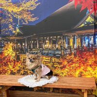 画像27836